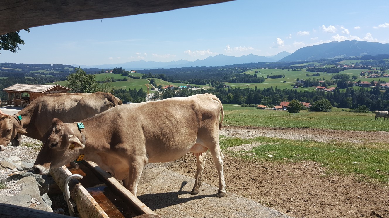 Kühe bestaunen auf der Schönegger Käsealm.