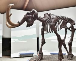 Großes Mammutskelett in Siegsdorf