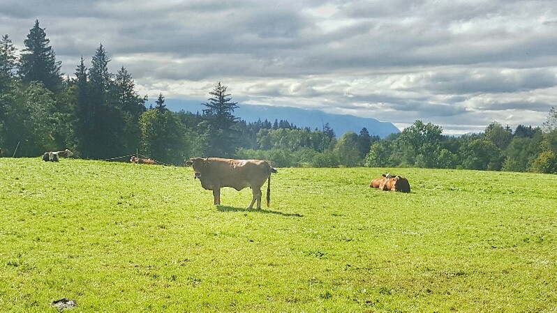 Kühe auf der Weide im Tölzer Land